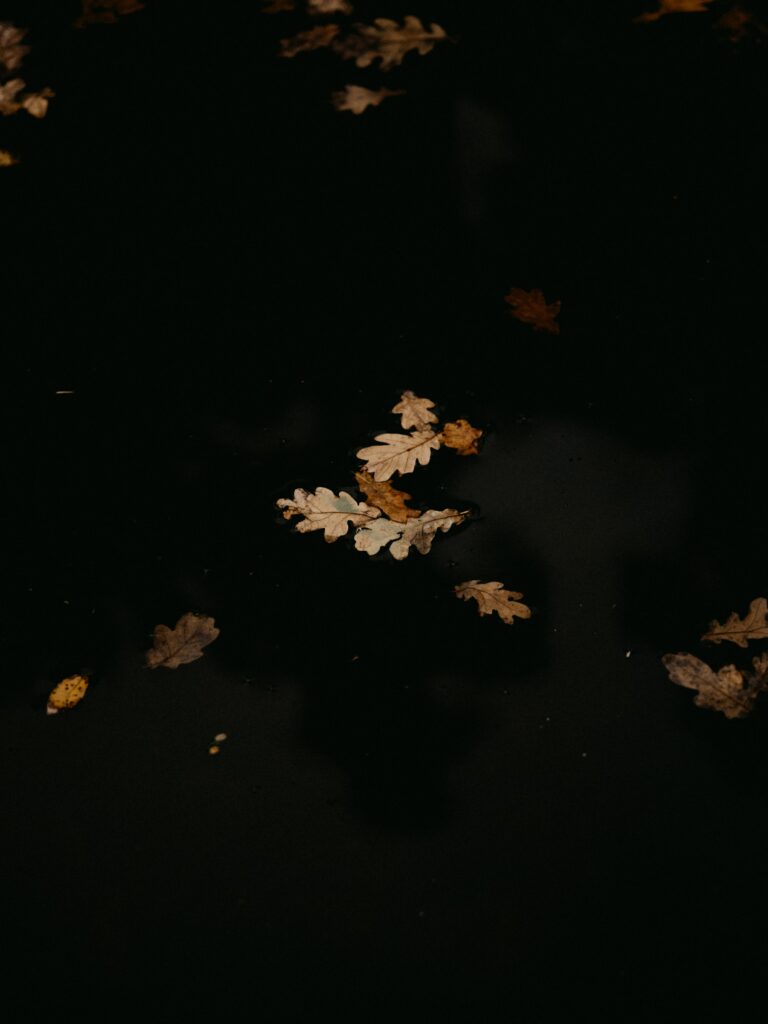 Autumn leaves cluster floating on dark puddle with warm brown and golden fall colors wallpaper