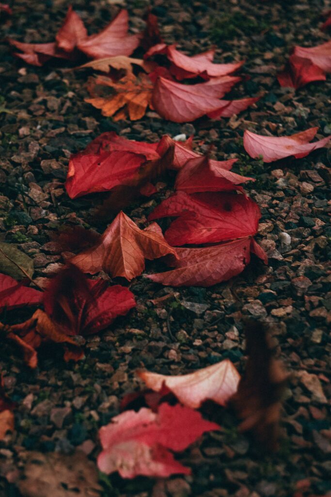 Autumn wallpaper with vibrant red orange leaves on textured pebbles capturing fall beauty