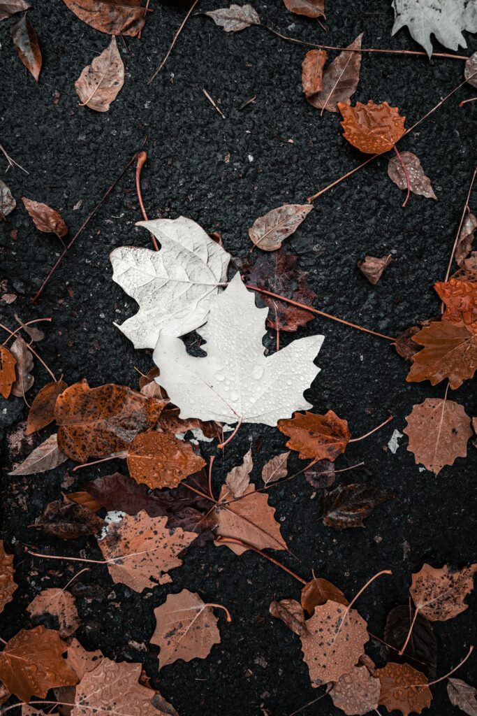 Autumn wallpaper with wet dark ground brown orange leaves and water droplets on pale leaf center