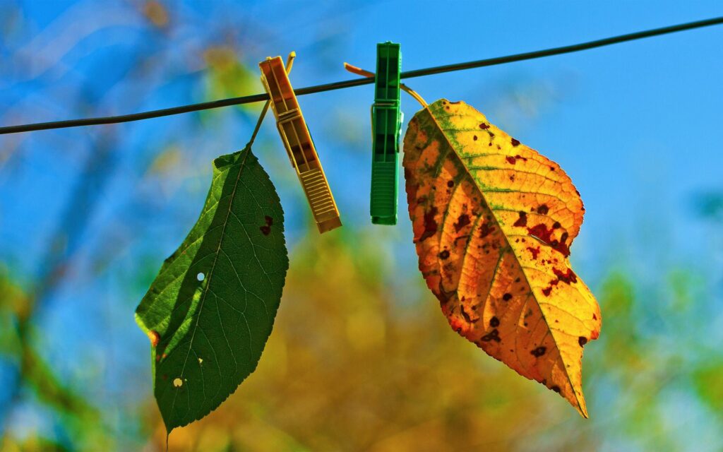 Two autumn leaves green and orange clipped to line with clothespins against blue sky Wallpaper
