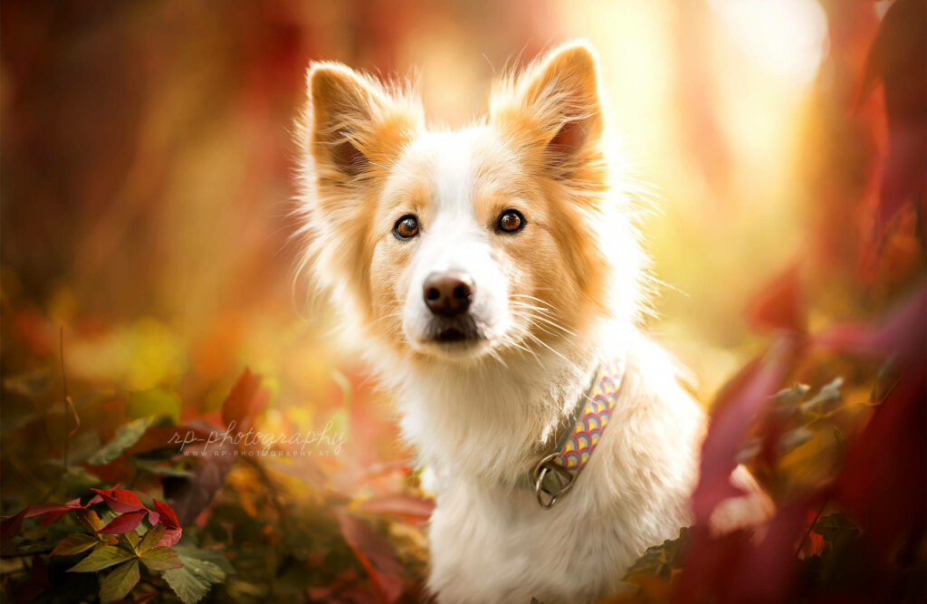 Autumn Bliss: Enchanting Red Border Collie Perched on Leafy Delights Wallpaper
