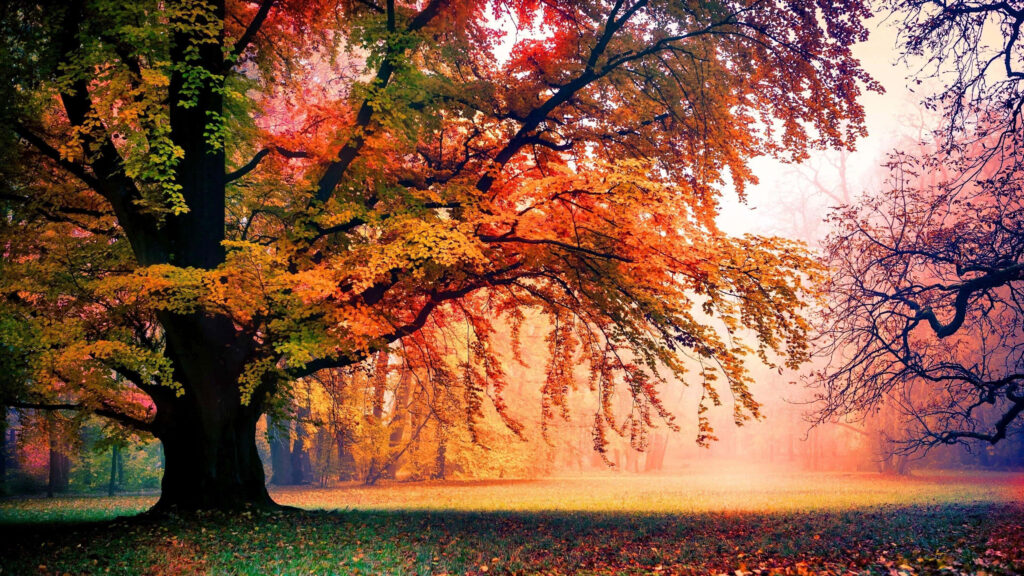 Serene Autumn Majesty 4K Wallpaper: Vibrant Fall Foliage Background
