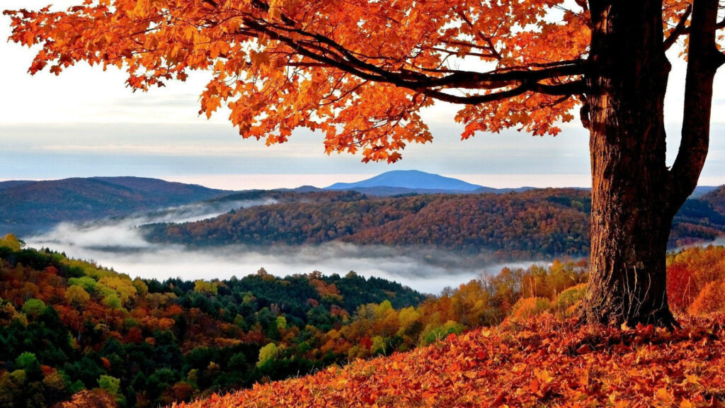 Majestic maple tree with vibrant orange red leaves on hill overlooking misty river and forested mountains Wallpaper