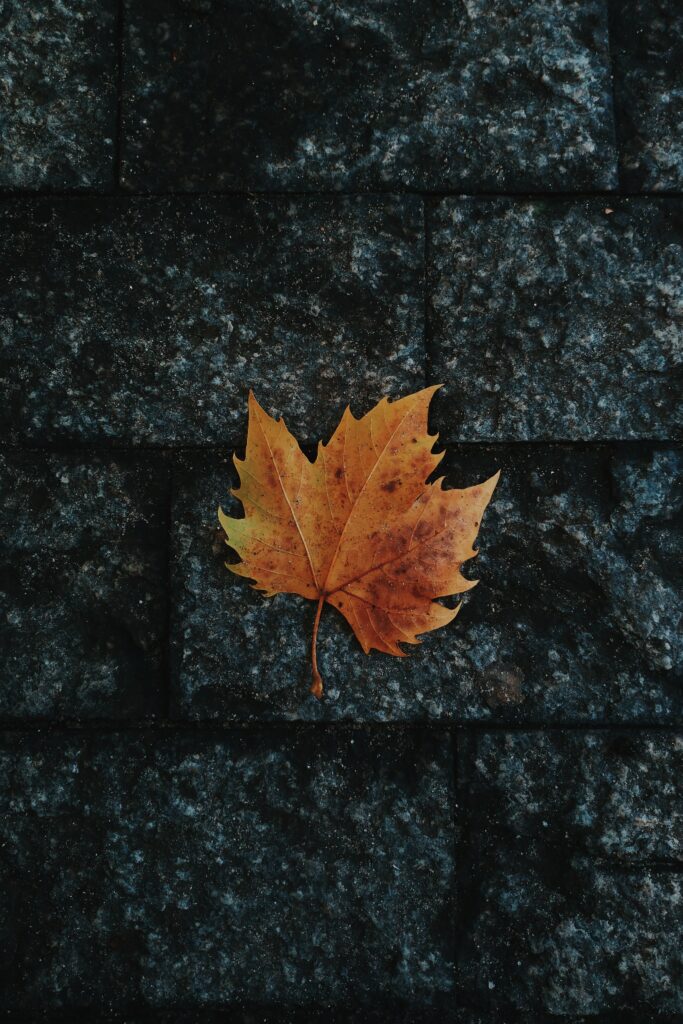 Fallen maple leaf in autumn colors on dark textured stone tiles autumn wallpaper background
