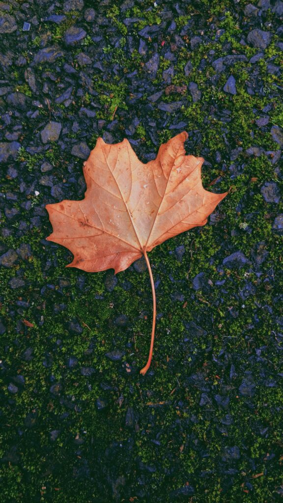 Autumn maple leaf on green moss and dark stone showcasing fall colors wallpaper background