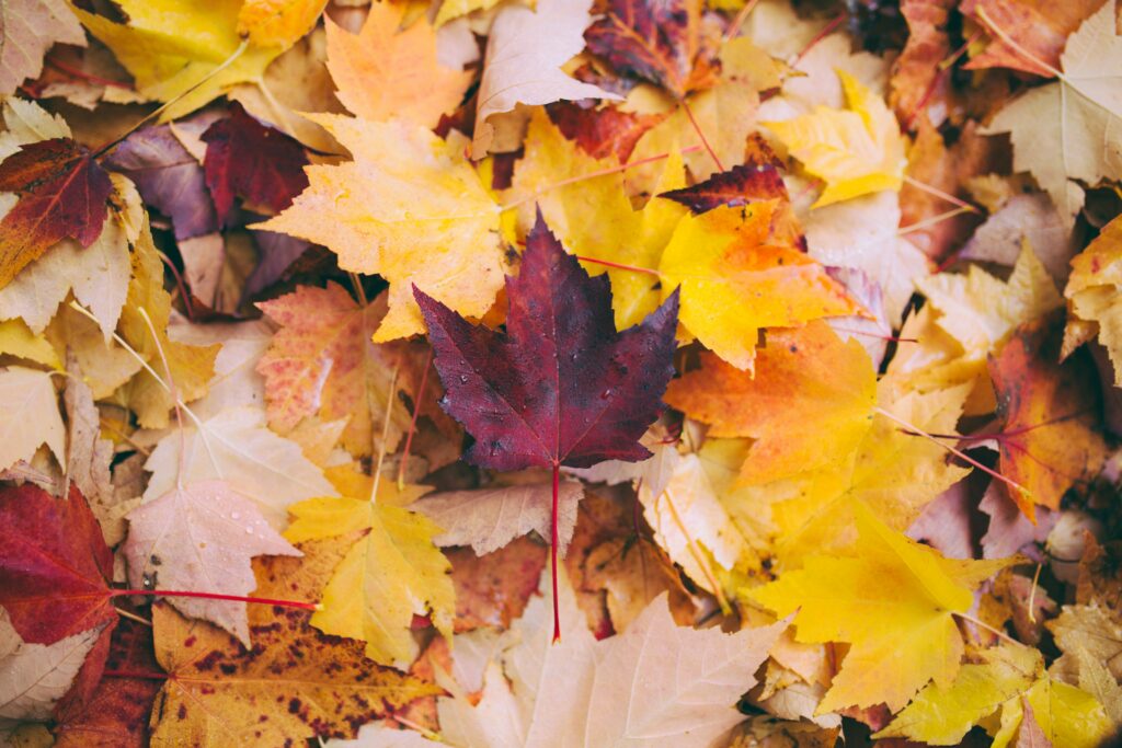 Autumn wallpaper with vibrant fallen maple leaves in yellow orange and deep red tones background
