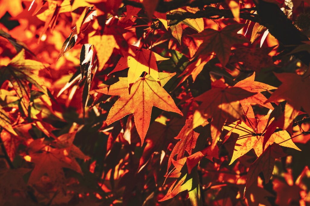 Autumn maple leaves in red and orange glowing in golden sunlight with cozy seasonal atmosphere Wallpaper