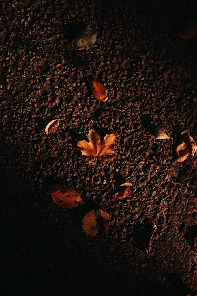 Autumn wallpaper with vibrant orange maple leaves on dark textured asphalt for cozy fall decor