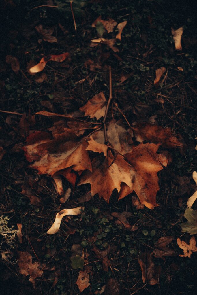 Autumn maple leaves scattered on dark earthy grass with rich brown and deep orange hues Wallpaper