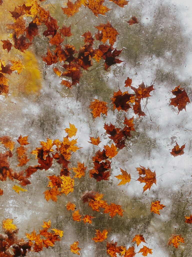Vivid orange and red maple leaves scattered on frosted icy surface autumn winter wallpaper background