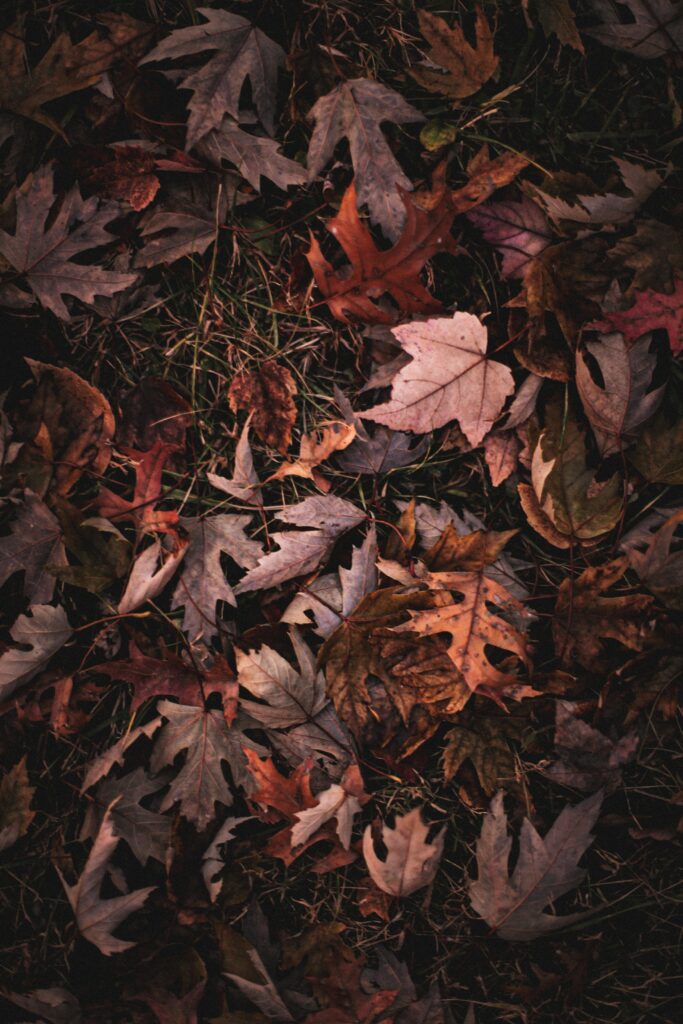 Autumn wallpaper with vibrant maple leaves on grass in warm brown red orange tones background