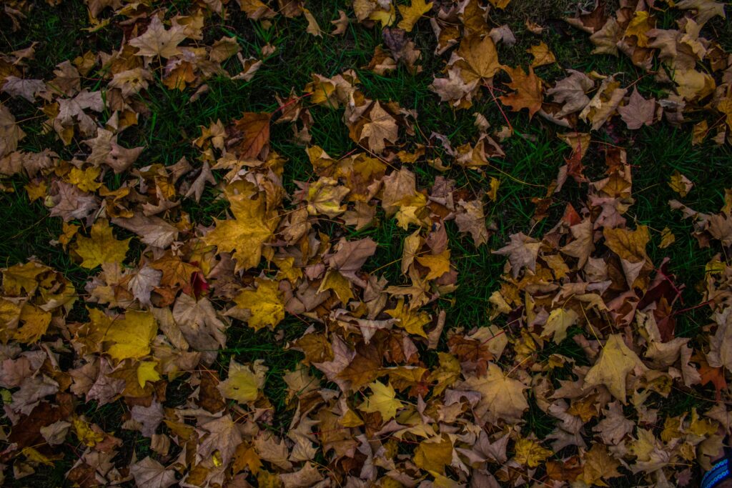 Autumn wallpaper with vibrant yellow orange and brown maple leaves on green grass background