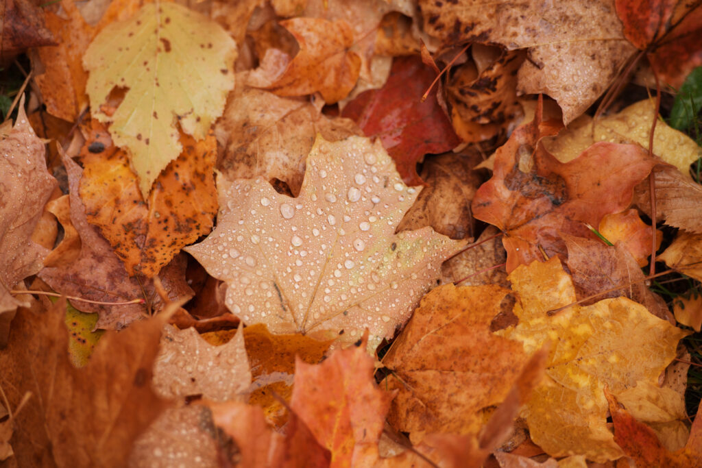 Autumn Maple Leaves with Dew Drops - Seasonal Wallpaper Background