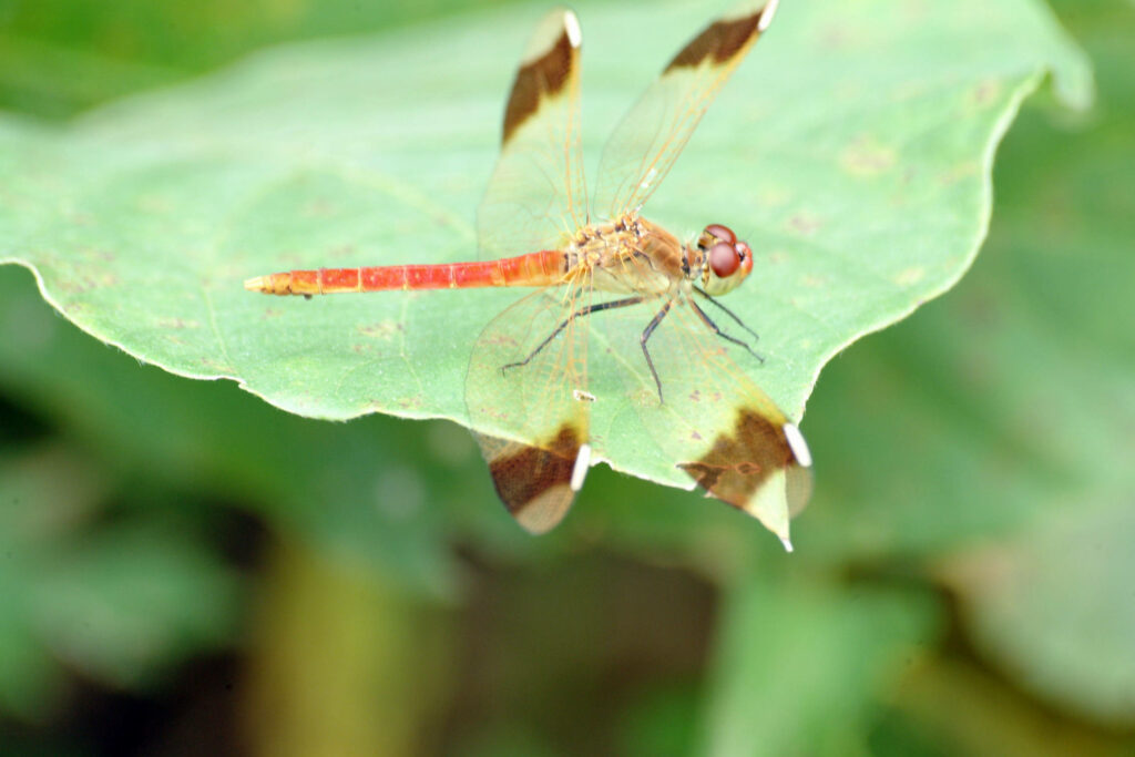 Vibrant Autumn Meadowhawk Dragonfly Wallpaper on Green Leaf