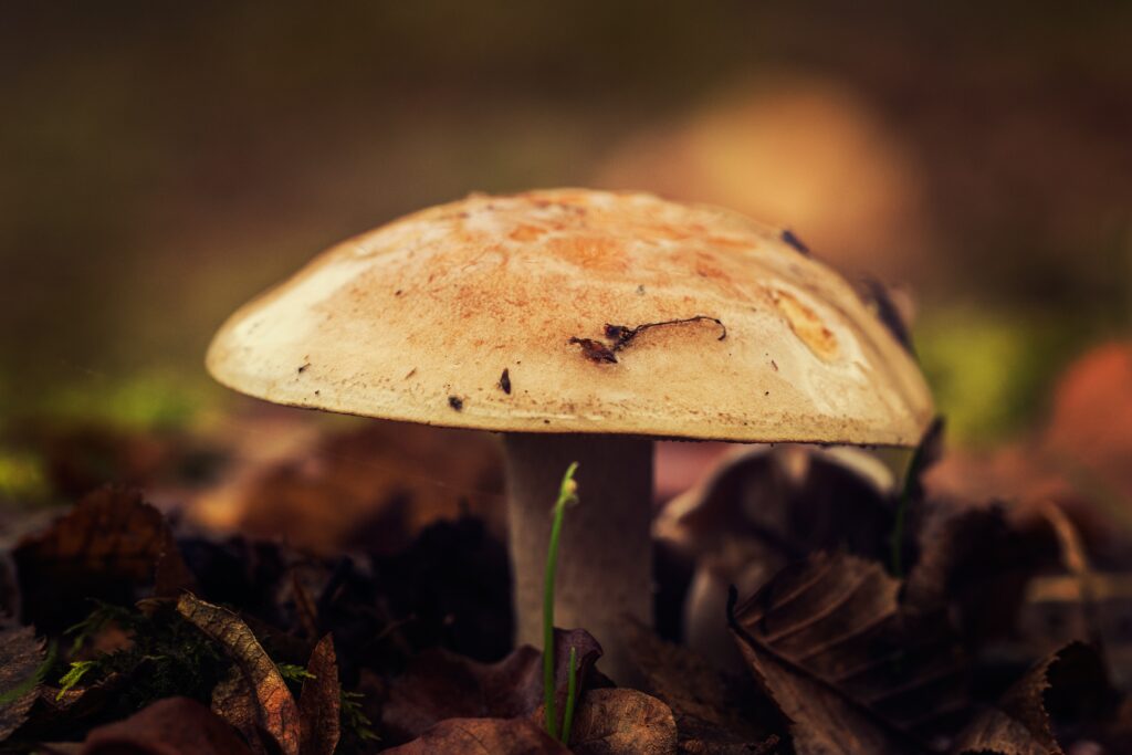 Close up of a brown mushroom surrounded by autumn leaves in warm earthy fall colors wallpaper