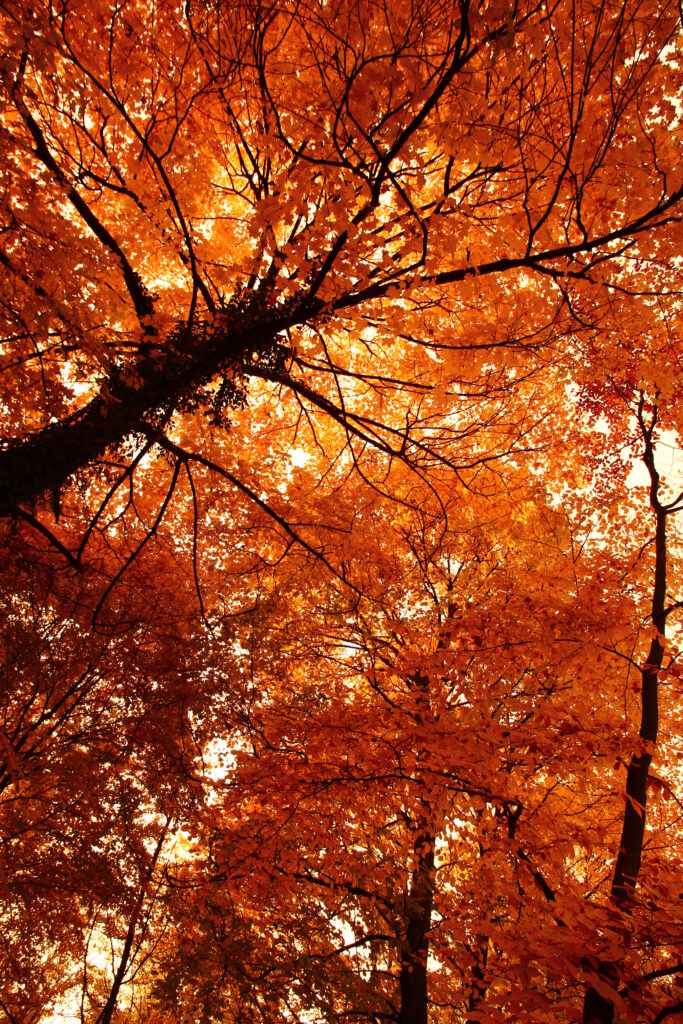 Autumn park canopy with vibrant orange and gold leaves creating a warm nature wallpaper background