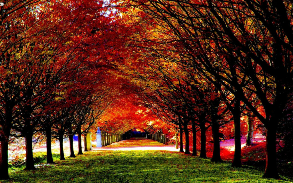Autumn's Radiant Path: A Captivating Desktop Wallpaper of a Nature Park Road Embraced by Vibrant Red and Yellow Trees