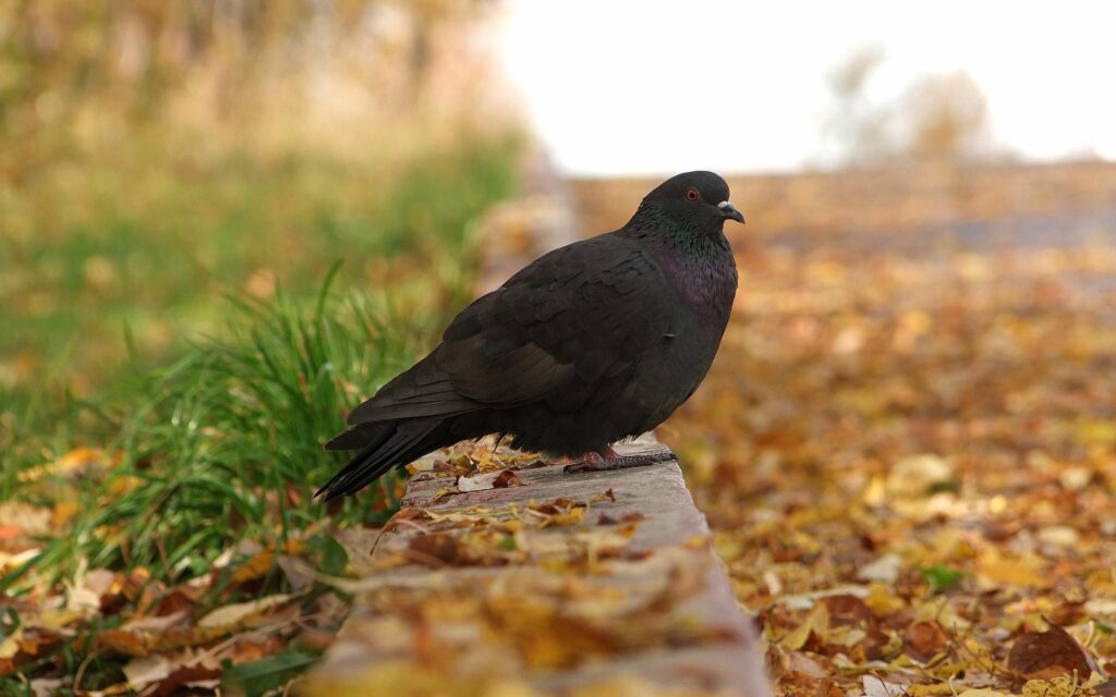 Autumn Pigeon on Stone Ledge with Vibrant Fall Foliage Background Wallpaper