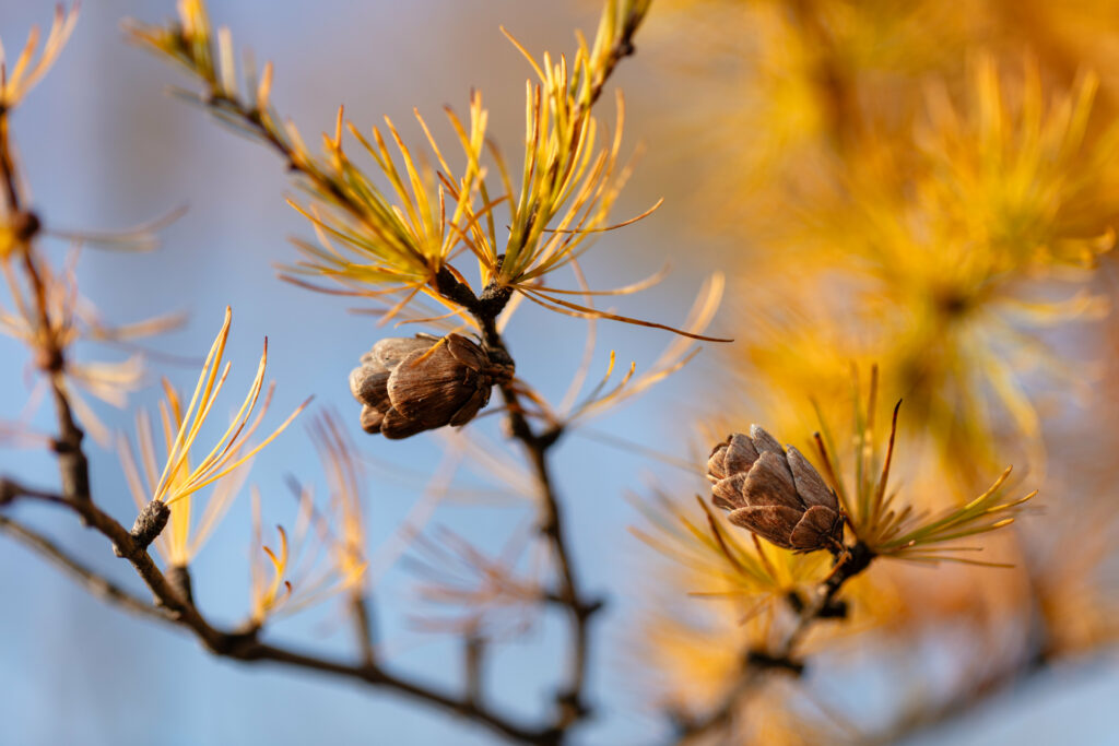 “Autumn Pine Cone Branch: Golden Leaves & Textures Wallpaper Background”