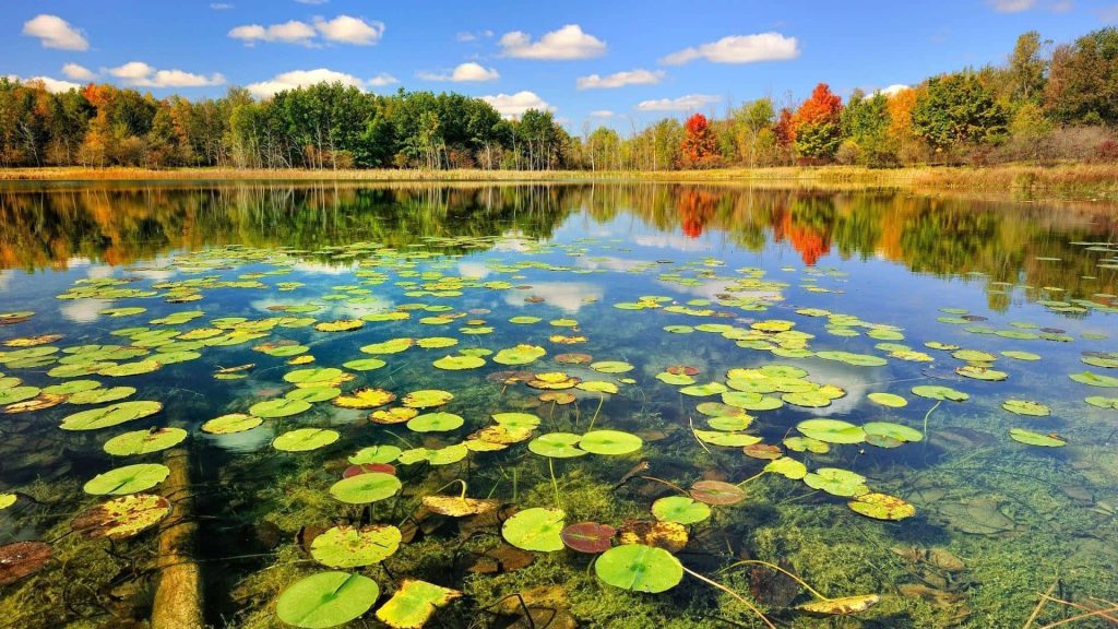 Autumn pond with clear water lily pads and vibrant fall foliage reflection nature wallpaper