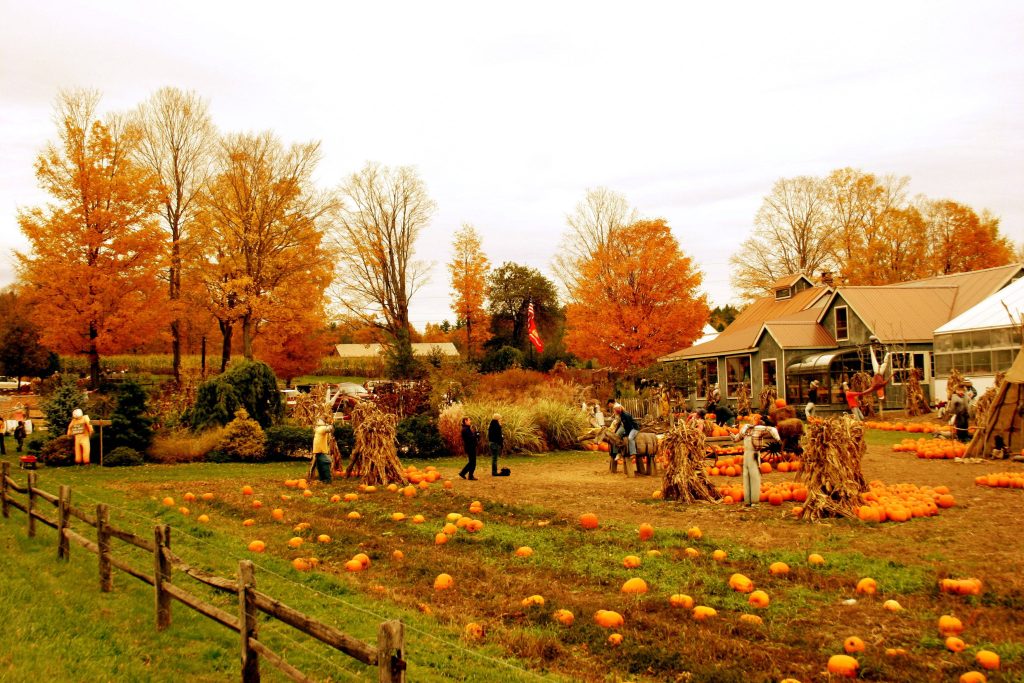 Autumn pumpkin patch with vibrant orange leaves rustic fence pumpkins corn shocks farm buildings Wallpaper