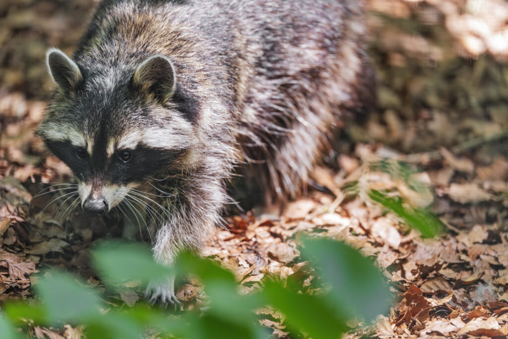 Autumn Raccoon Wallpaper: Wildlife in Vibrant Forest Leaves