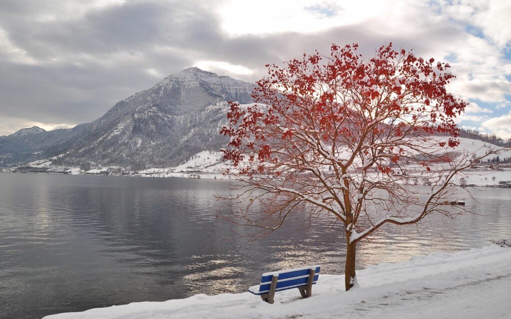 Autumn red tree next to blue bench on snowy lakeshore with frosty mountains and calm lake Wallpaper