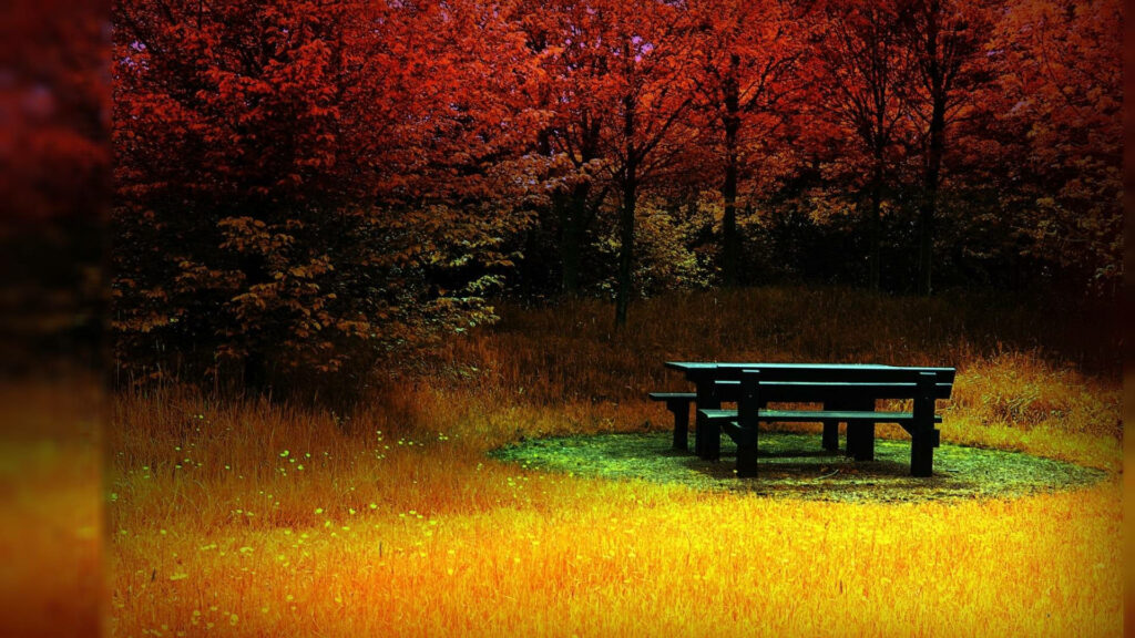 Autumn Serenity: Exploring Nature's Palette at a Park Picnic Table Wallpaper