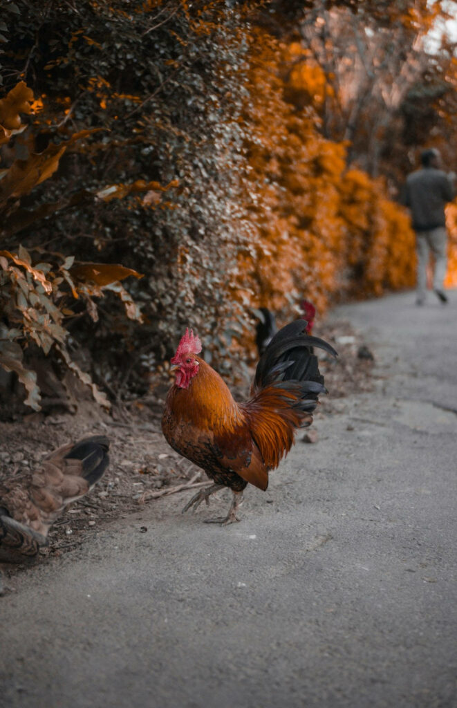Rustic Autumn Rooster Wallpaper: Tranquil Street Scene