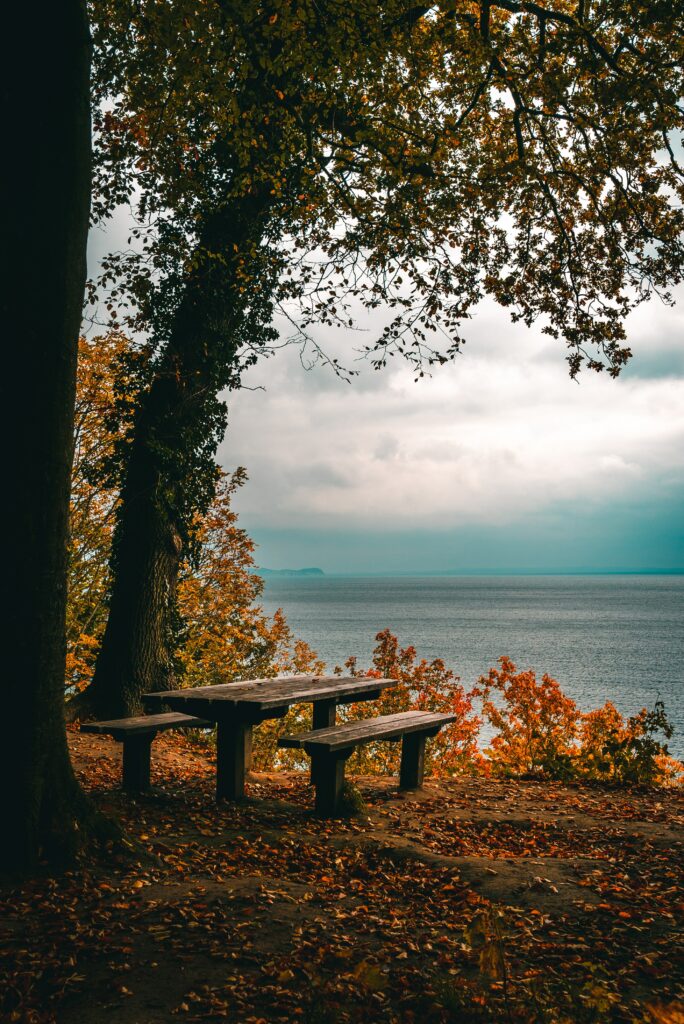 Autumn wallpaper with rustic benches and table under golden trees by serene sea shore background