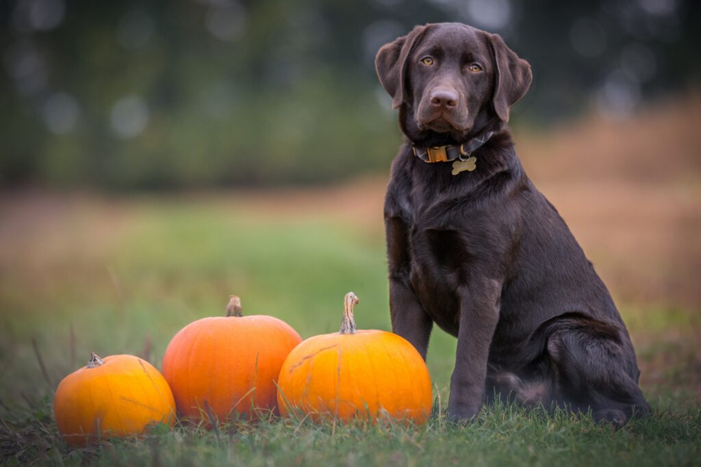 Autumn Bliss: Chocolate Labrador & Pumpkins in Warm Setting Wallpaper