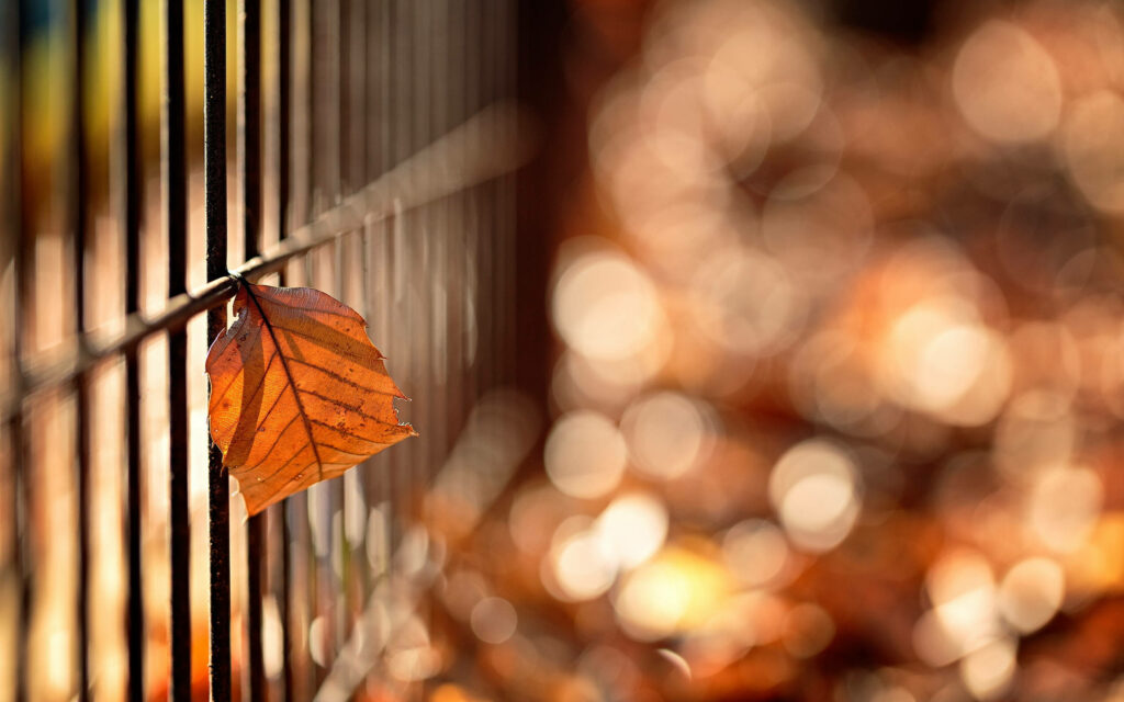 Autumn Serenity: A DSLR Blur Wallpaper Featuring a Rustic Fence and a Single Falling Leaf