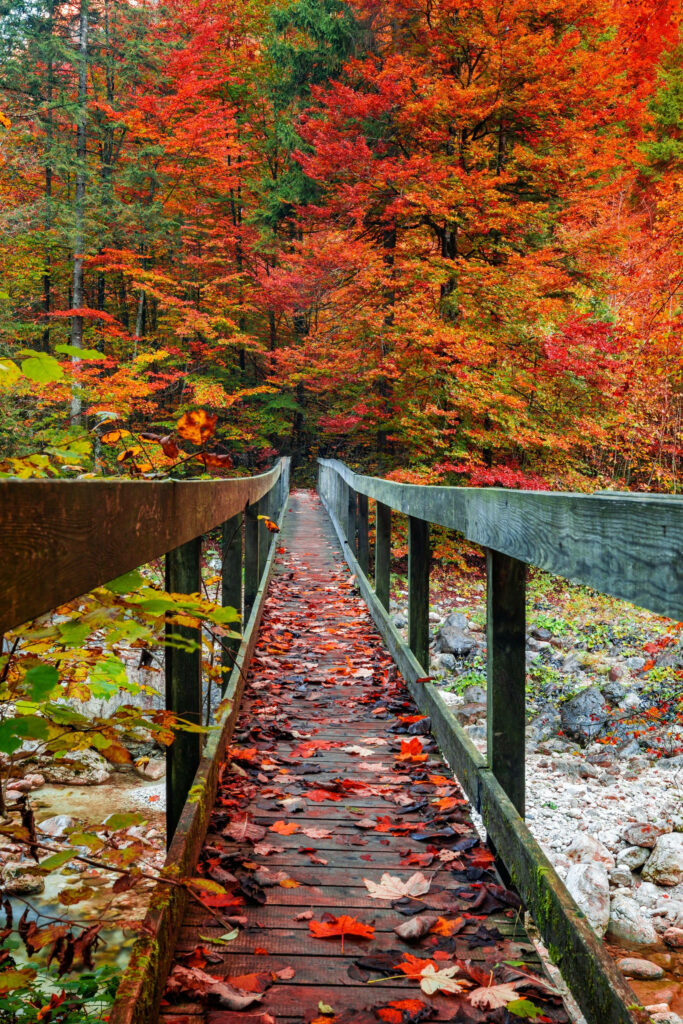 Enchanting Autumnal Journey: Captivating Wooden Bridge amidst Vibrant Red and Green Forest Canopy - Mesmerizing Fall Aesthetic Iphone Background Snapshot Wallpaper