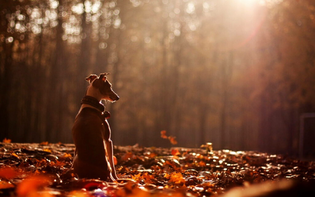 Furry Greyhound Pup Embraces Autumn's Warmth Amidst Vibrant autumn foliage Wallpaper