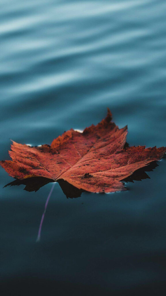 Vibrant Autumn Maple Leaf Wallpaper: Tranquil Water Reflection