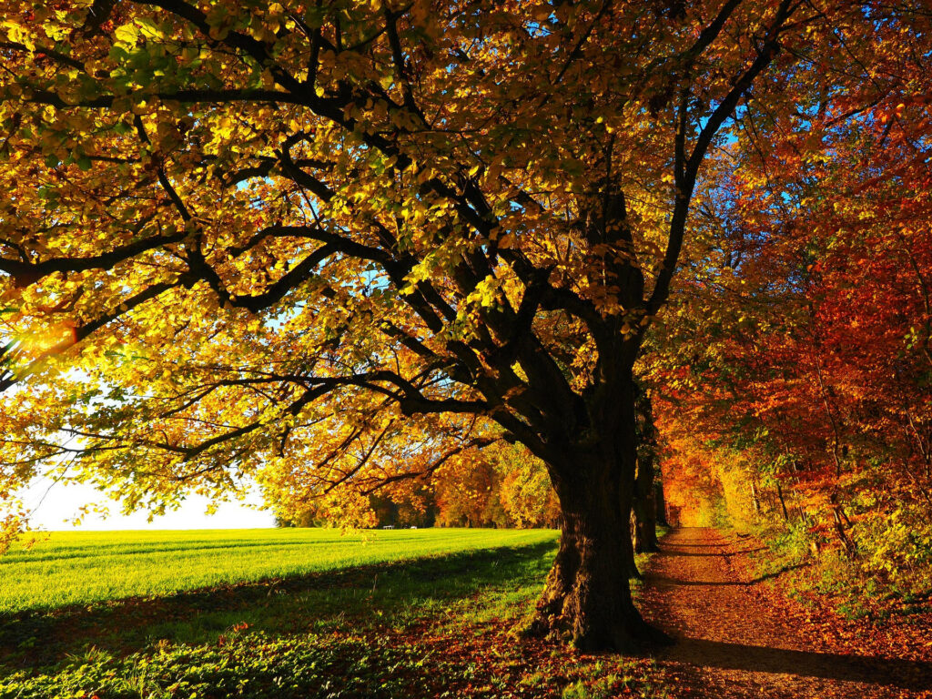Fall's Rainbow: A Breathtaking Display of Autumn Foliage Wallpaper