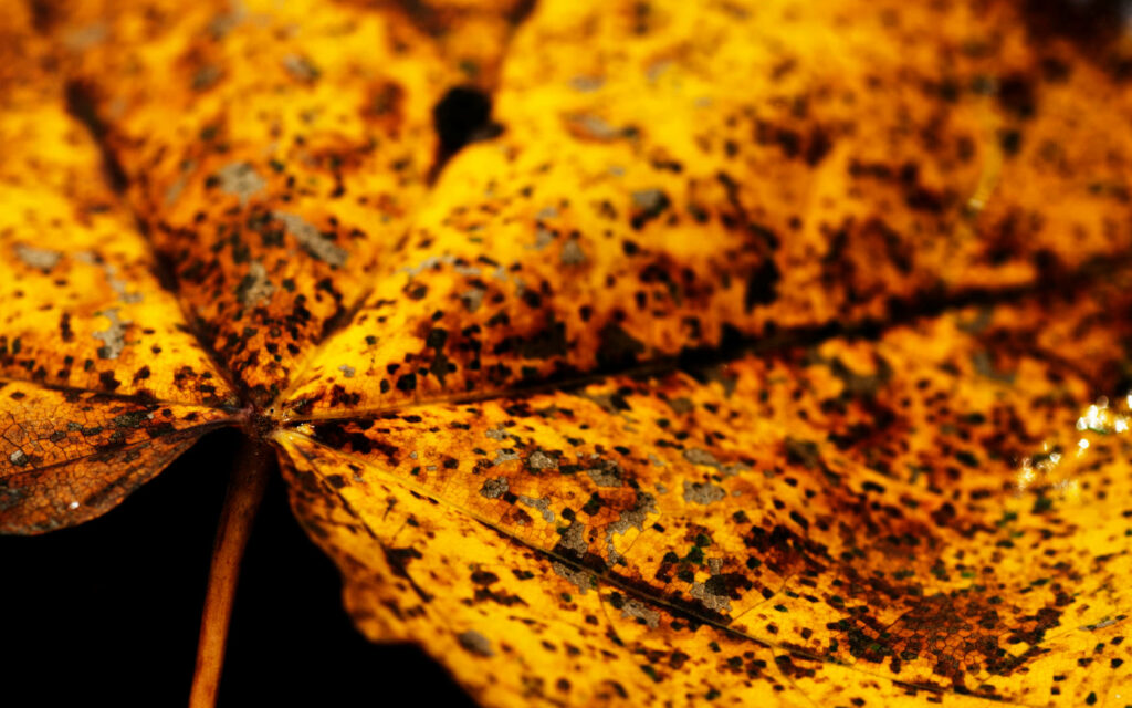 Enchanting Close-up: Vivid Macro Shot of an Autumnal Maple Leaf - Captivating 4k Fall Background Wallpaper