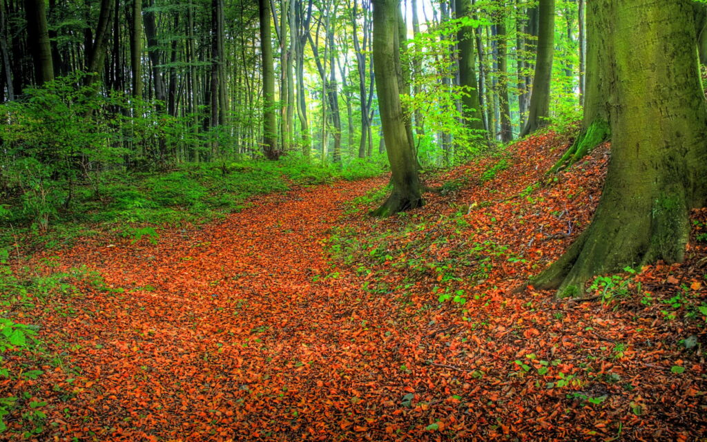 Nature's Tranquil Path: An Autumn Paradise Amidst the Woods Wallpaper