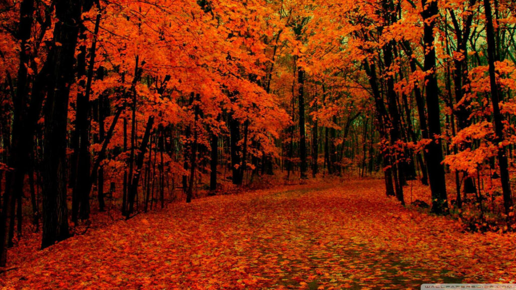 Autumn forest path with vibrant red orange leaves and fallen foliage creating seasonal beauty Wallpaper