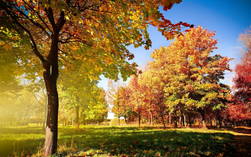 Vibrant Maple Canopy Delights: A Mesmerizing 4k Autumn Background Wallpaper
