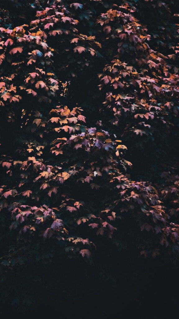 Rustic Beauty: Majestic Maple Tree Wallpaper for Trendy Iphone 11 Screens