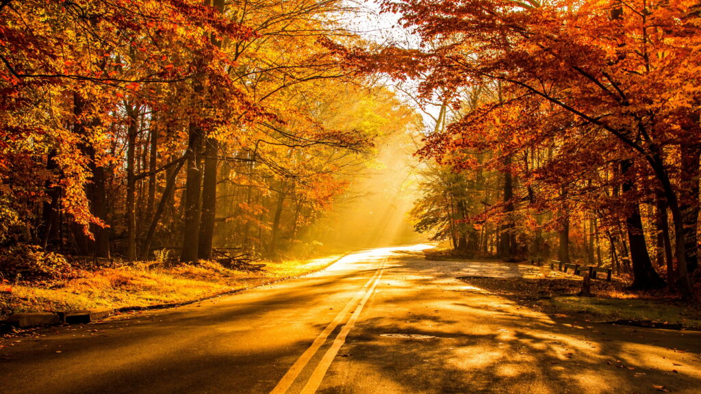 Autumn's Glowing Path: A Sunlit Journey through Colorful Foliage - HD Wallpaper Background