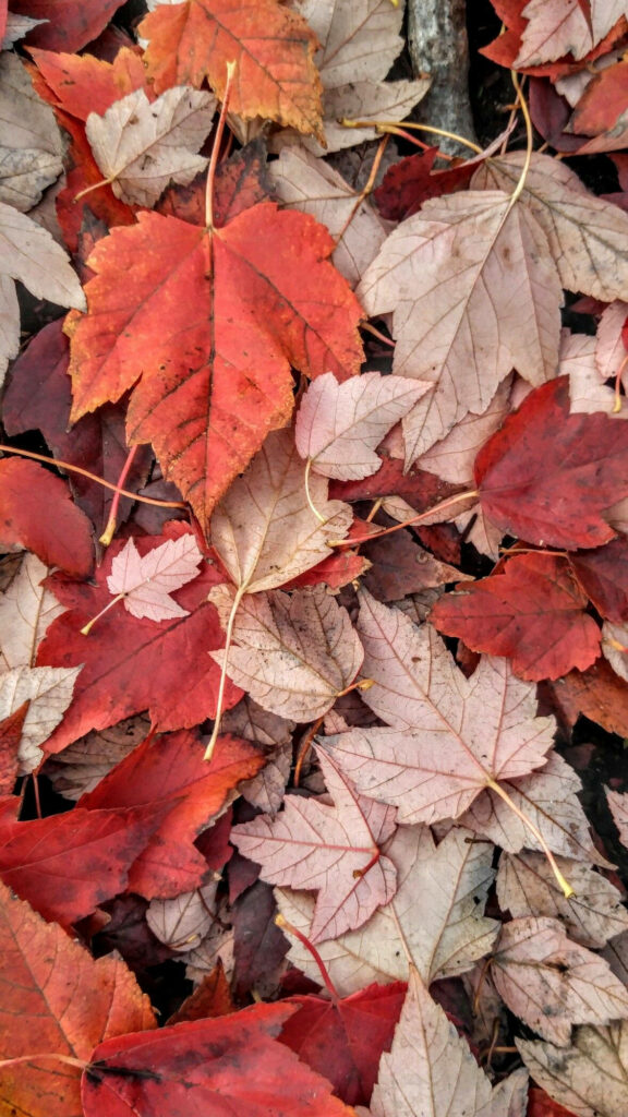 Autumnal Brilliance: Red and Green Maple Leaves iPhone Wallpaper
