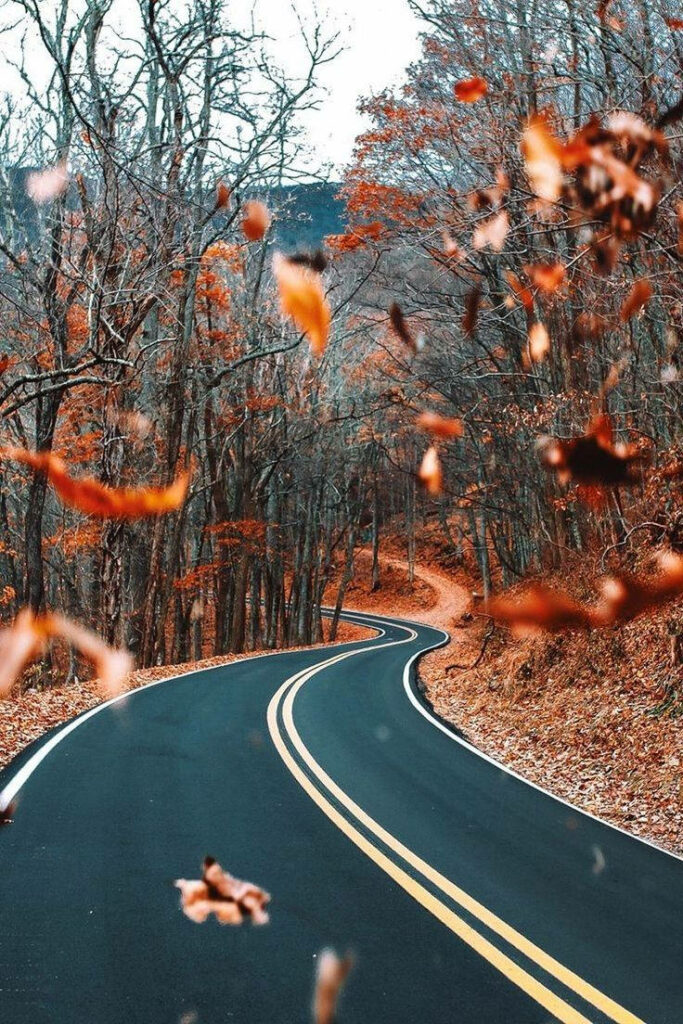 Autumn's Embrace: A Street of Orange Leaves - iPhone Wallpaper