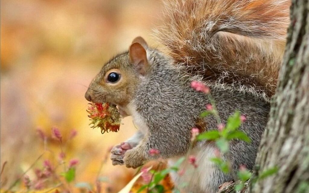 Autumn Squirrel Wallpaper: Close-Up of Nut-Clutching Squirrel