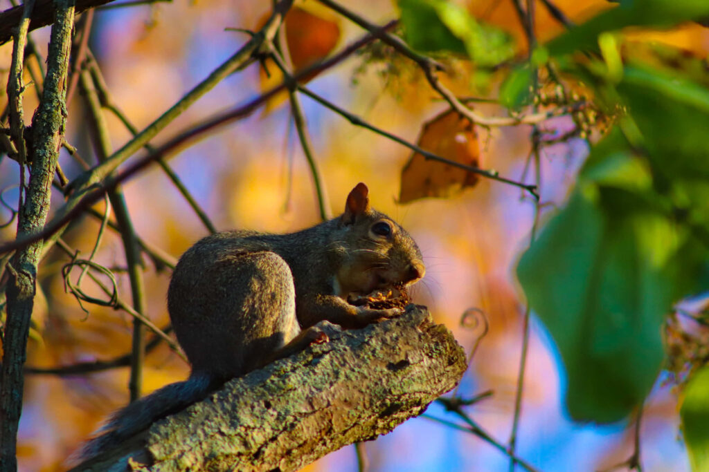 Autumn Squirrel Wallpaper: Colorful Forest & Tranquil Tree Branch