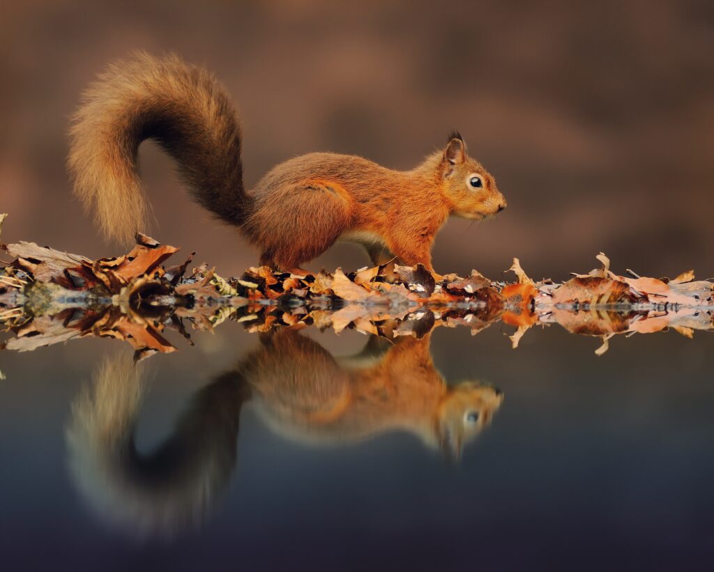 Autumn Squirrel Wallpaper: Serene Leaves & Reflective Background