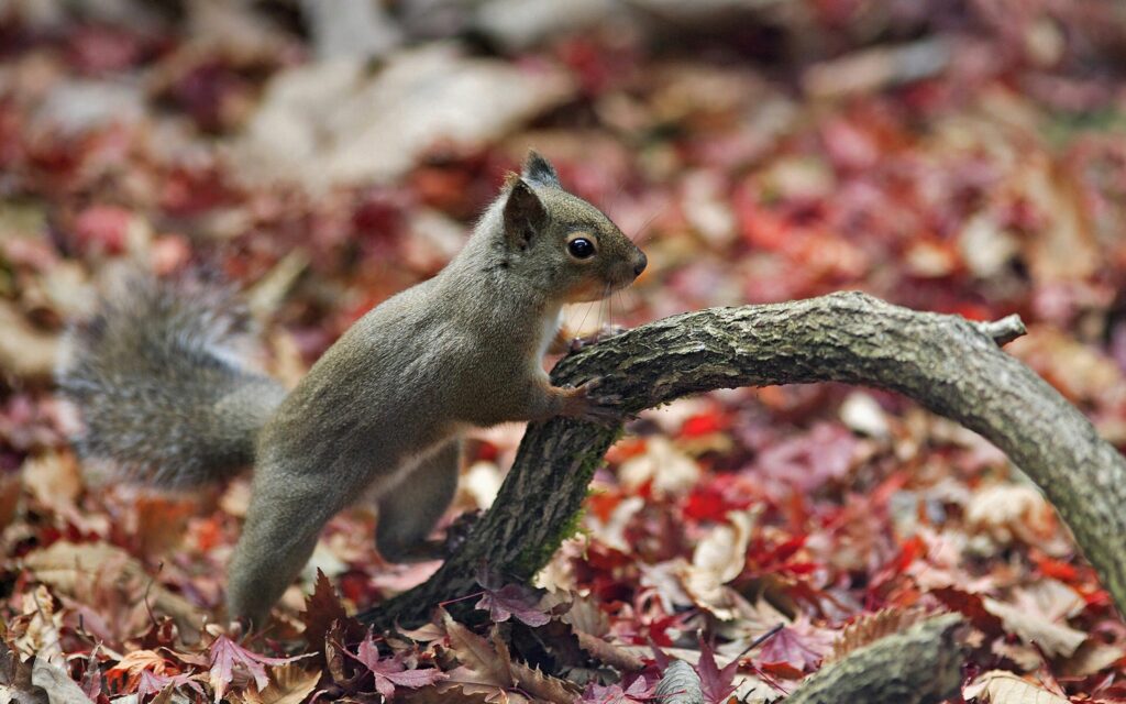 Vibrant Autumn Squirrel Wallpaper: Cozy Fall Foliage Background