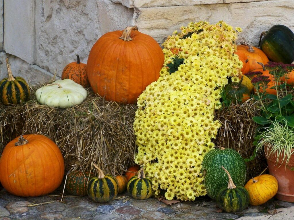 Charming Autumn Still Life: Vibrant Pumpkins & Yellow Chrysanthemums Wallpaper