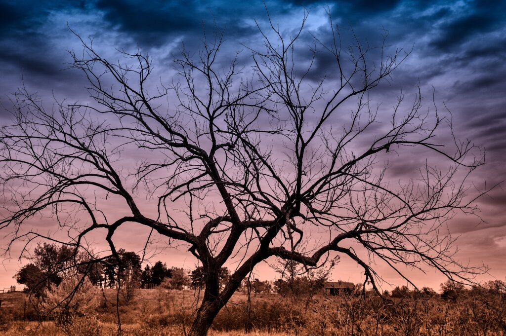 Autumn sunset landscape with bare tree silhouette and dramatic orange and blue cloudy sky background Wallpaper
